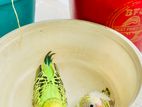 Tame Size Budgerigar