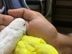 Tame size budgies baby