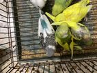 Tame size budgies baby