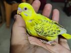 TAME size BUDGIE'S