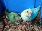 tame size cocatail & lovebird