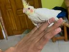tame size cocatail baby and diamond dove