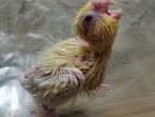 tame size cockatel baby lutino brid