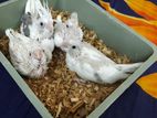 Tame size Cockatiel Baby 4 pieces