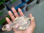 Tame Size Cockatiel Baby Available For Handover
