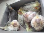 tame size cockatiel baby sell.