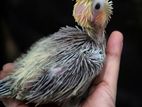 Tame size Cockatiel baby