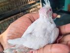 Tame Size Cockatiel Baby