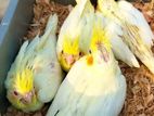 Tame Size Cockatiel Baby