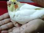 Tame size cockatiel baby