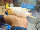 Tame size cockatiel baby