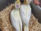 Tame Size Cockatiel baby