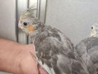 tame size cockatiel