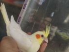 Tame size cockatiel