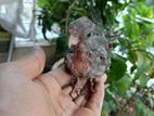 tame size cockatiel