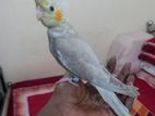 Tame size cockatiel