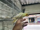 Tame Size cockatiel for sell