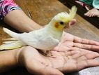 tame size cockatiel hand feed baby