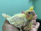 Tame Size Cockteil Baby