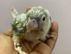 Tame Size Conure Baby