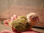 Tame size conure