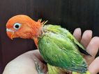 Tame size Green opaline lovebird