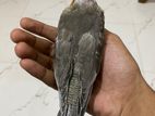 Tame Size Grey cockatiel Baby