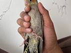 Tame Size Grey cockatiel Baby