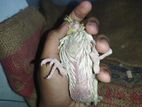 Tame size kokatiel baby for sale