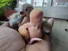 Tame size love bird baby 3 pcs