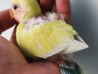 Tame Size Love Bird Baby