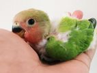 Tame Size Love Bird Baby