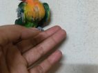 Tame Size Love Bird