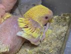 Tame size Lovebird baby 3 pcs