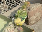 Tame Size Lovebird Baby