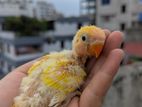 Tame Size Lovebird Baby