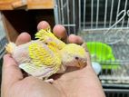 Tame Size Lovebird