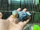 Tame Size Lovebird