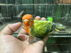 Tame Size Lovebird