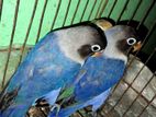 Tame Size Lovebirds Baby