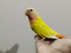 Tame Size Lutino Red Head Opaline Lovebird