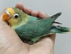 Tame size perblue love bird baby