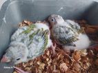Tame Size Pineapple Conure