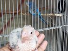 tame size red factor pineapple conure baby