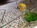 Tame Size Sun Conure Baby