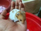 Tame Size Syrian Hamster