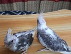 Tame Size Vpied Cockatiel Baby 2 Piece