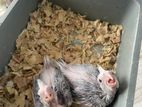 Tame Size White Face Heavy Pied