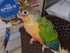 Tame Size yellow sided conure