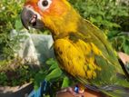 Tame Sun conure